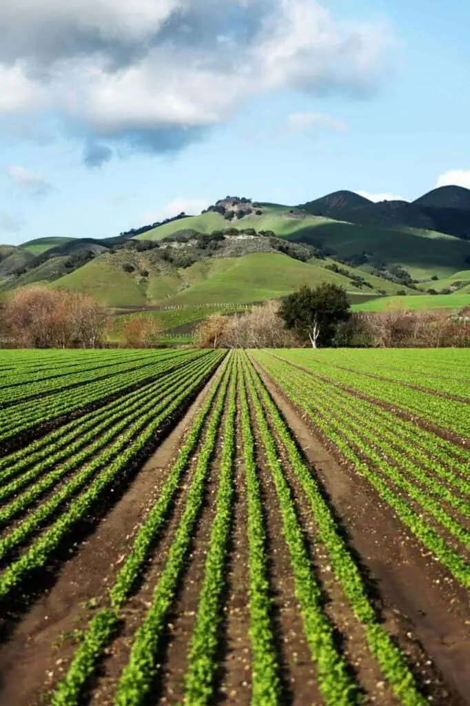 A vast agricultural field with green crops and rolling hills in the background, symbolizing growth, sustainability, and career opportunities in agriculture, forestry, and fisheries.
