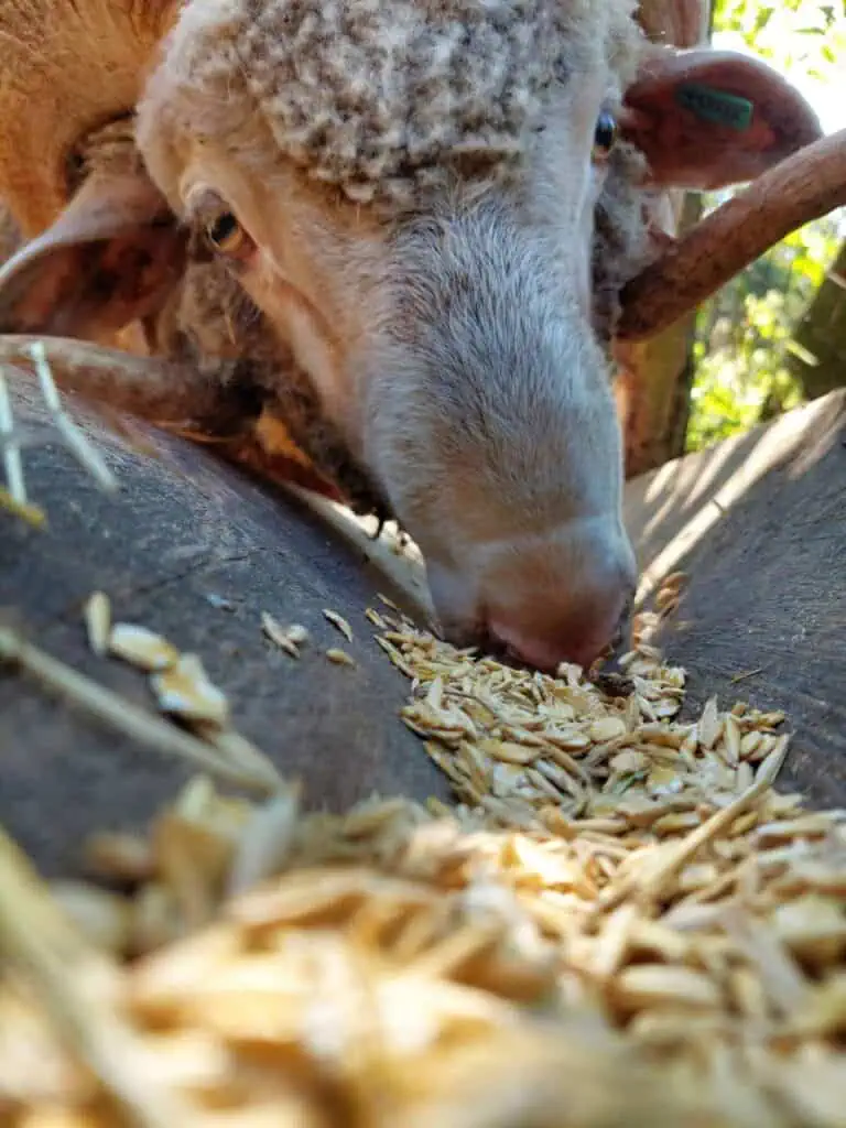 Close-up of a sheep eating grain feed from a wooden trough on a farm.