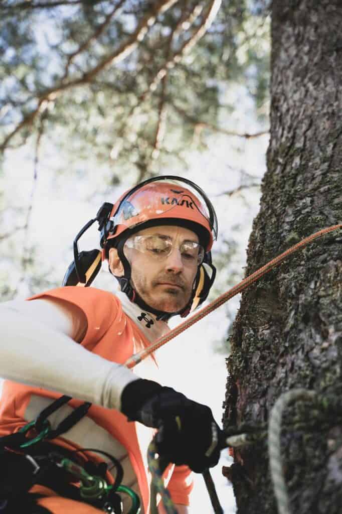An arborist in safety gear climbing a tree with ropes, showcasing a career in tree care, forestry, and environmental conservation.
