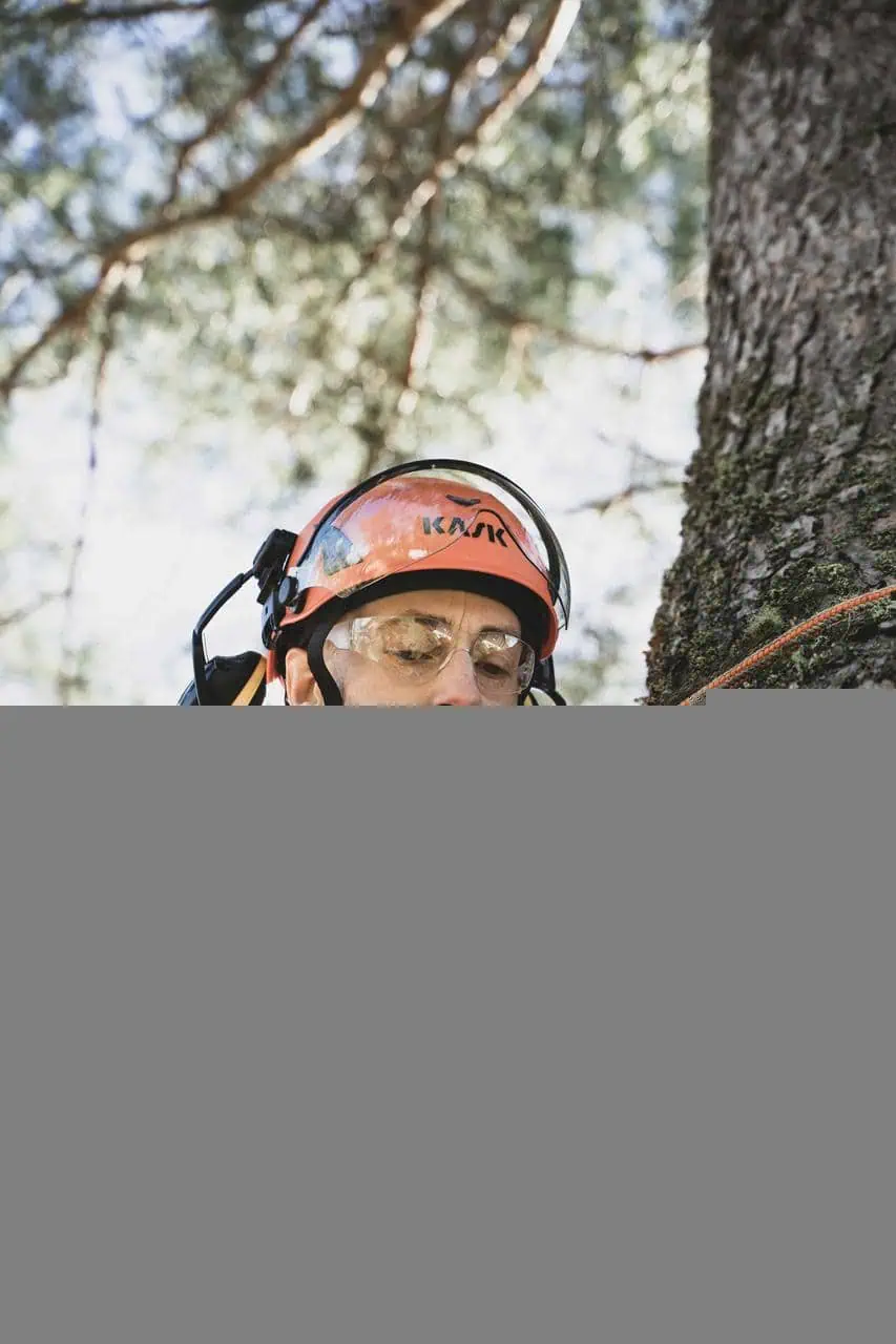 An arborist in safety gear climbing a tree with ropes, showcasing a career in tree care, forestry, and environmental conservation.