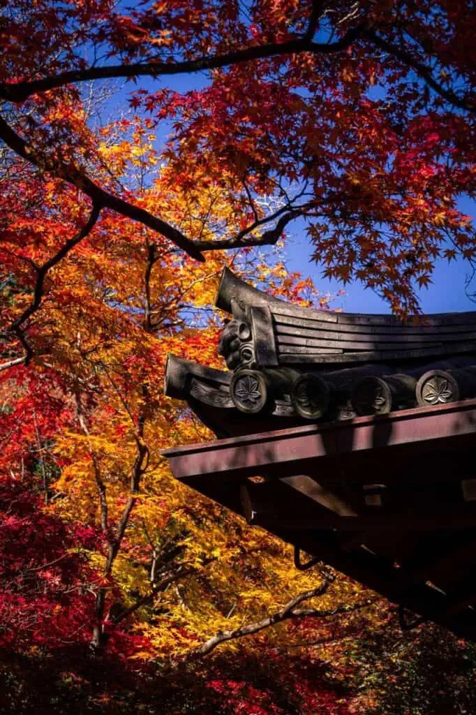 A traditional Asian temple roof with intricate wooden carvings, set against vibrant red and yellow autumn leaves, symbolizing cultural heritage and the immigrant experience.