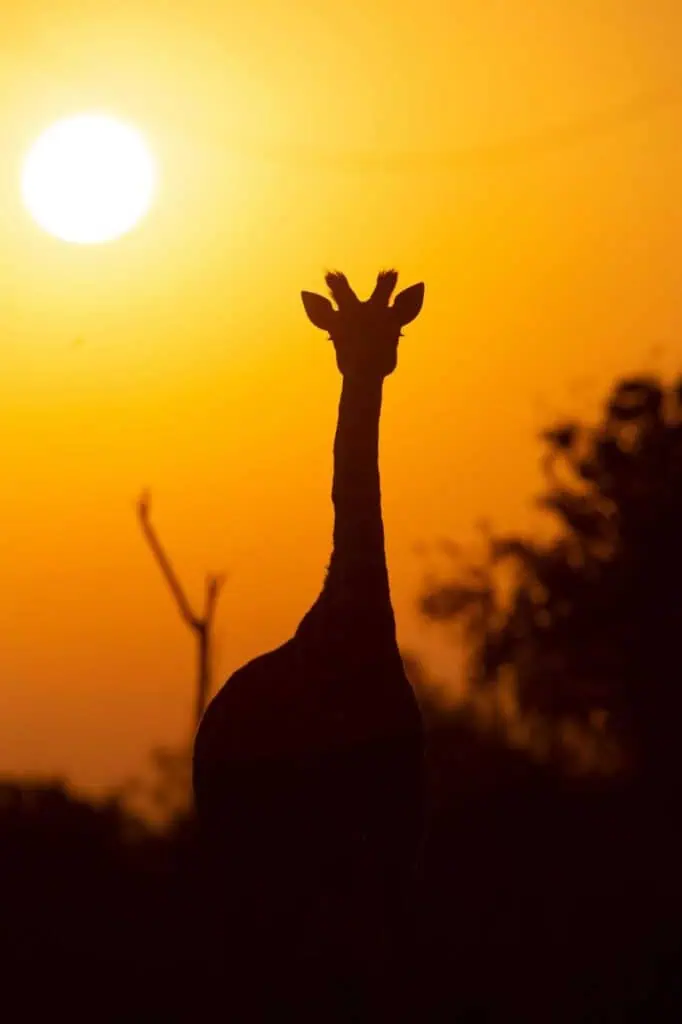 Silhouette of a giraffe at sunset in Africa, symbolizing career opportunities in wildlife conservation, tourism, and sustainable development.