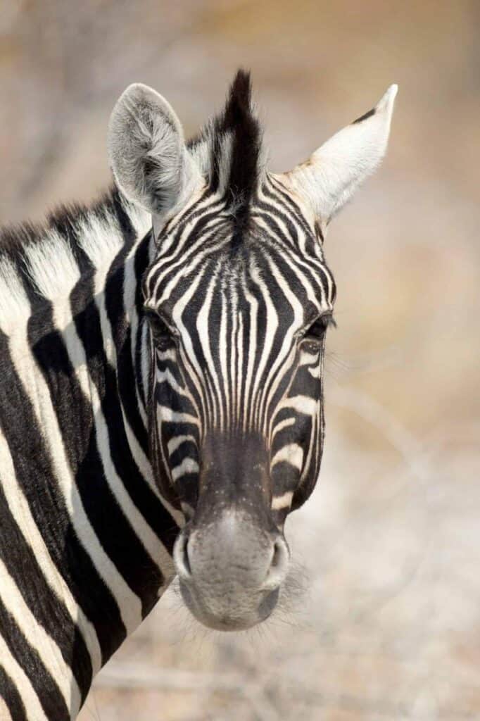 Close-up of a zebra's face, highlighting its black and white striped pattern and deep brown eye.
