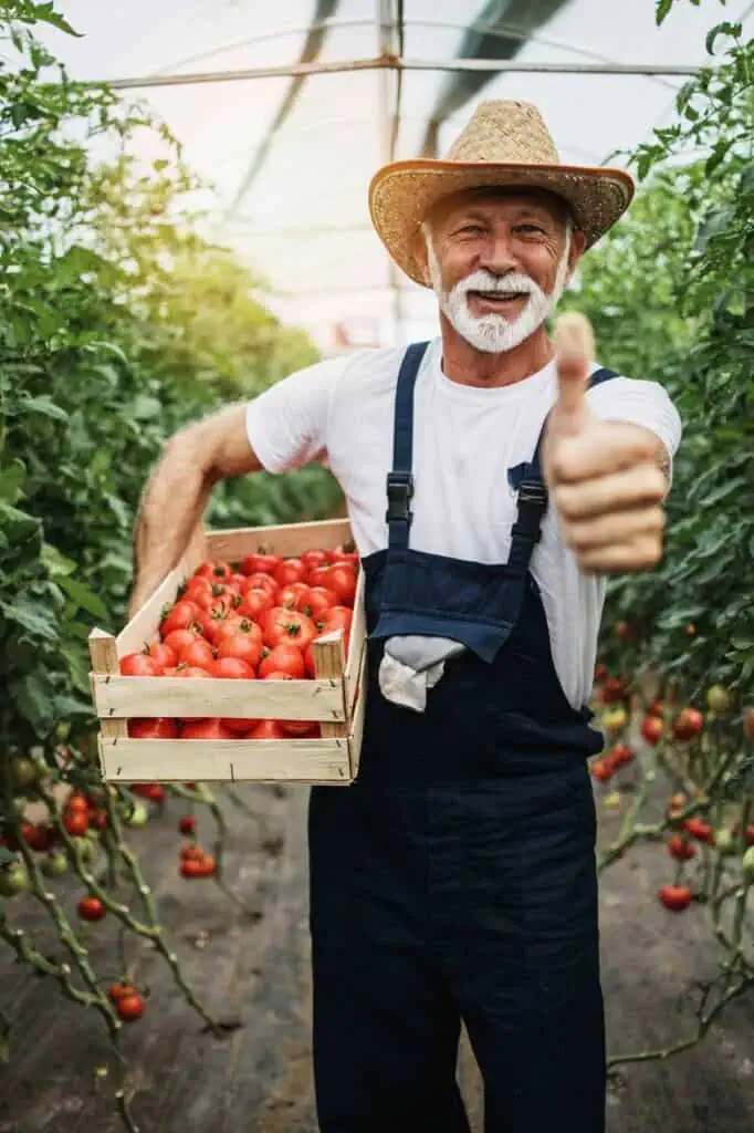 A smiling crop farmer holding a crate of freshly harvested tomatoes, giving a thumbs-up in a greenhouse, symbolizing success in sustainable farming.