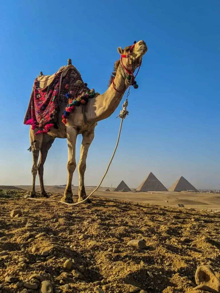 A beautifully adorned camel standing in front of the iconic Pyramids of Giza, symbolizing history, travel, and career journeys—just like a well-crafted CV application opens doors to new opportunities.