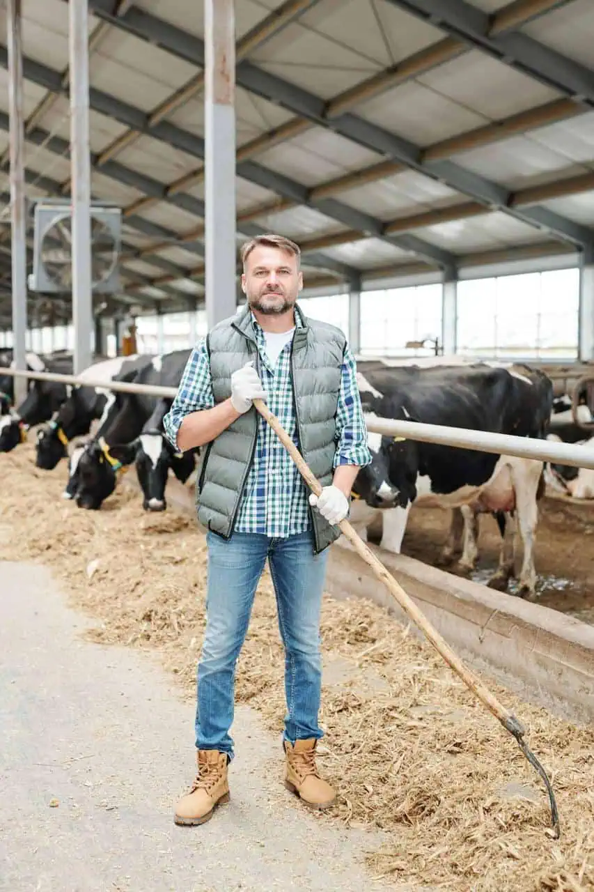 A dedicated dairy farmer standing in a cattle barn, managing livestock and ensuring sustainable milk production.