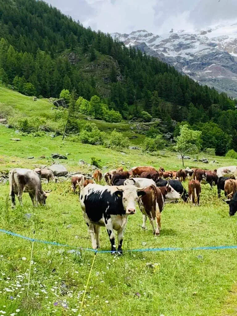 A herd of dairy cows grazing in a lush green pasture with mountain views, representing sustainable farming and career opportunities in dairy herd management.