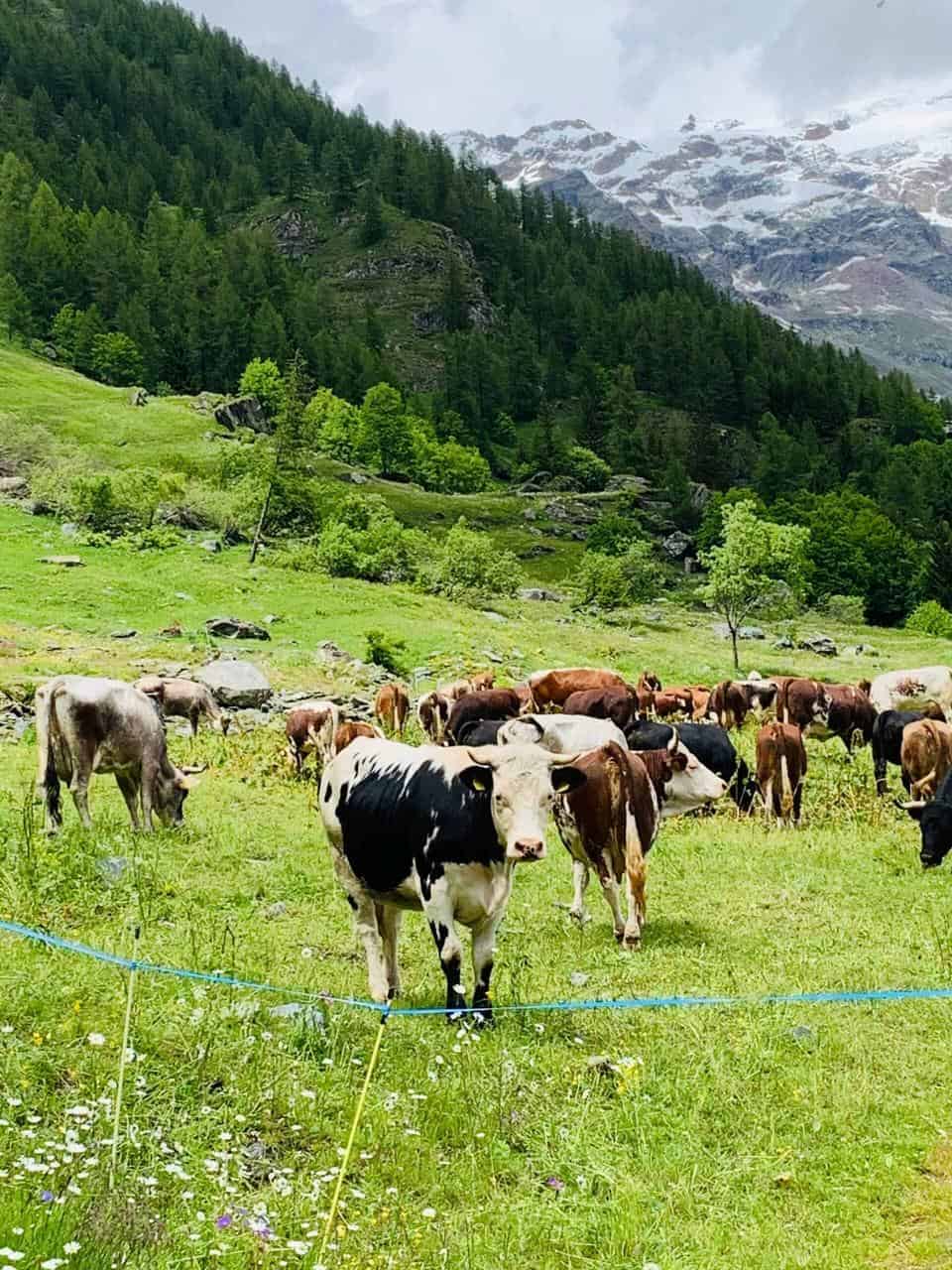 A herd of dairy cows grazing in a lush green pasture with mountain views, representing sustainable farming and career opportunities in dairy herd management.