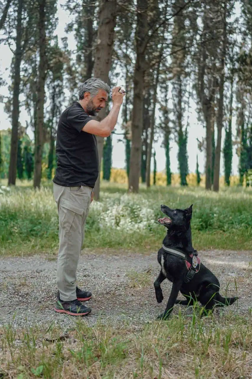 Professional dog trainer working with a black service dog in a forest setting.