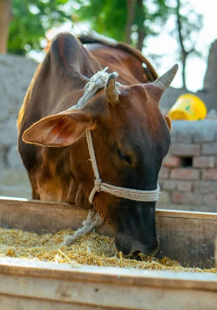 Cow feeding on farm supplies, representing agricultural store management and livestock care.