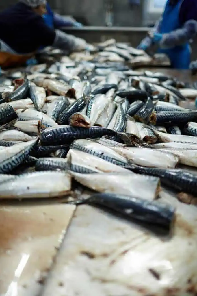 A fisheries manager oversees seafood processing, ensuring quality control and sustainability in fishery operations.