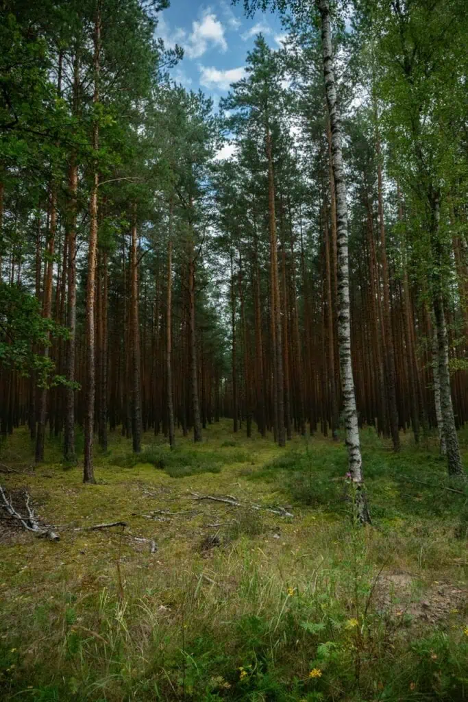 A dense forest with tall trees, representing the work environment of a forest ranger in wildlife conservation and environmental protection.