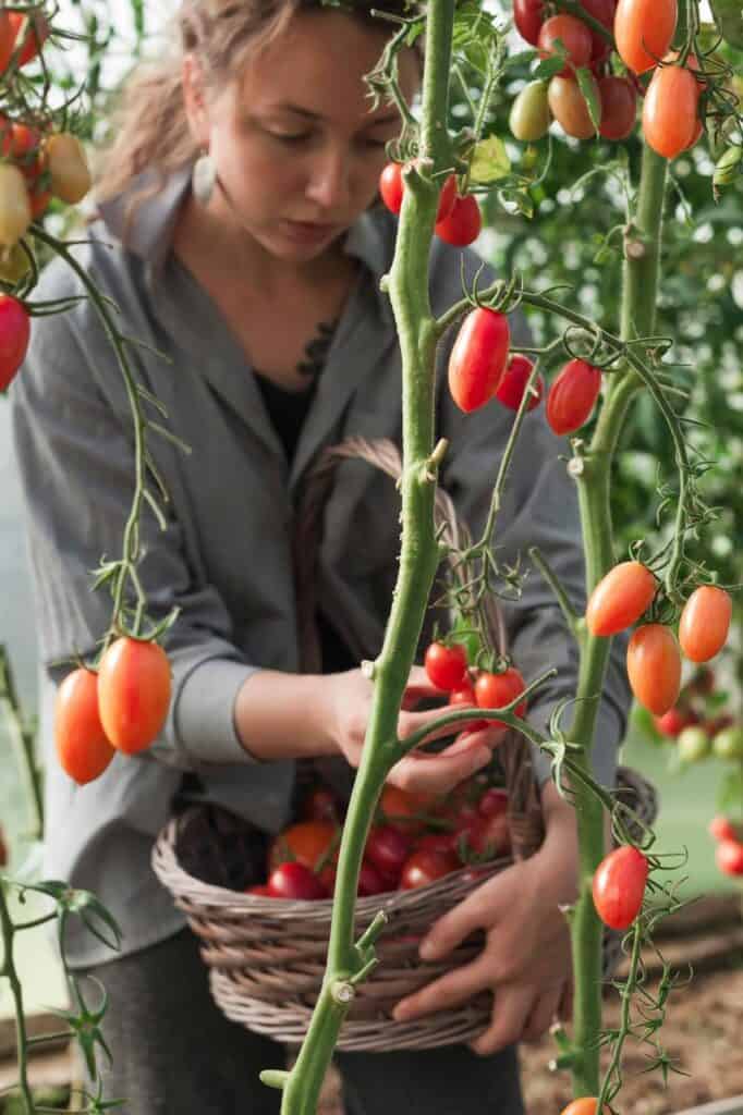 A dedicated greenhouse worker harvesting ripe tomatoes in a controlled environment, showcasing career opportunities in sustainable agriculture.