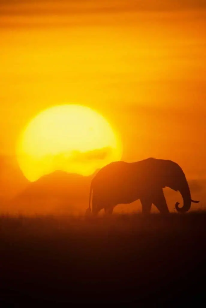 Kenyan sunset with an elephant silhouette – a breathtaking experience for students exploring Kenya