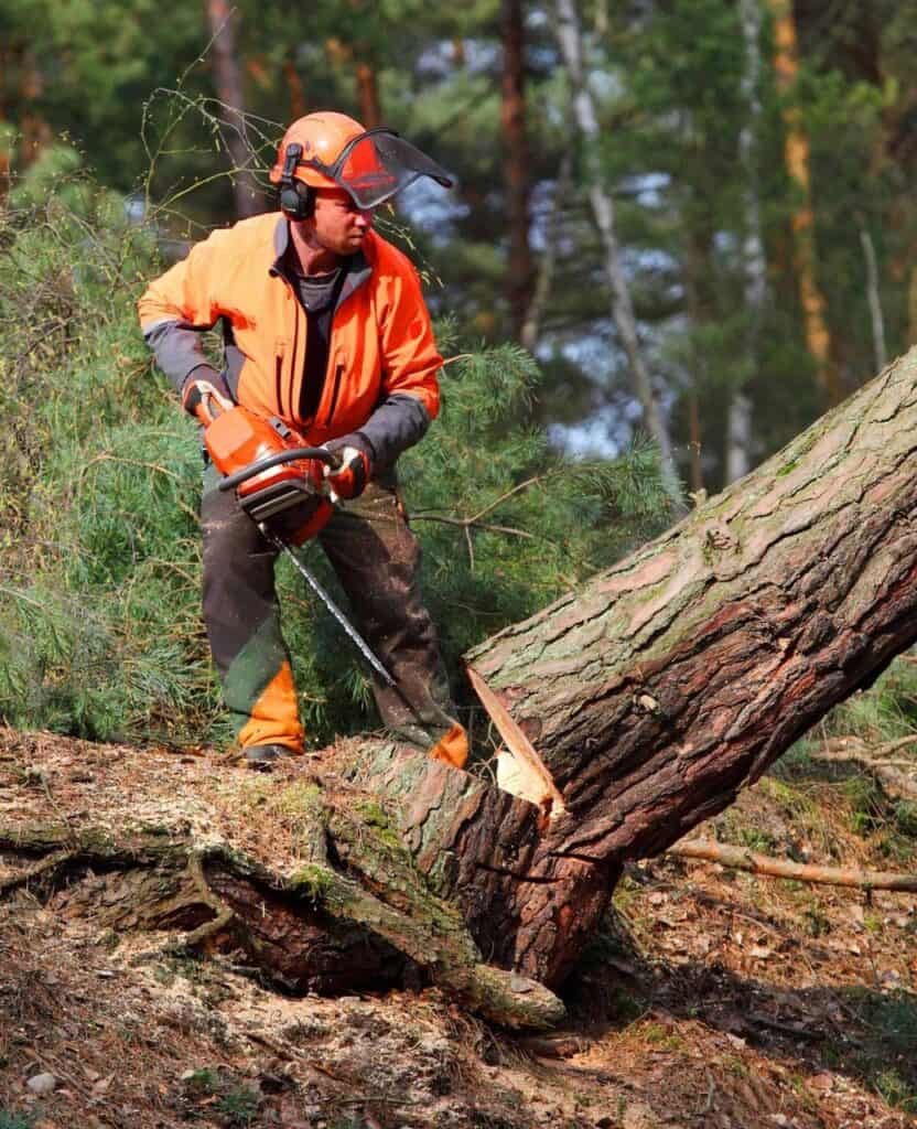 A logging worker cutting down a tree with a chainsaw in a dense forest, wearing protective gear for safety.