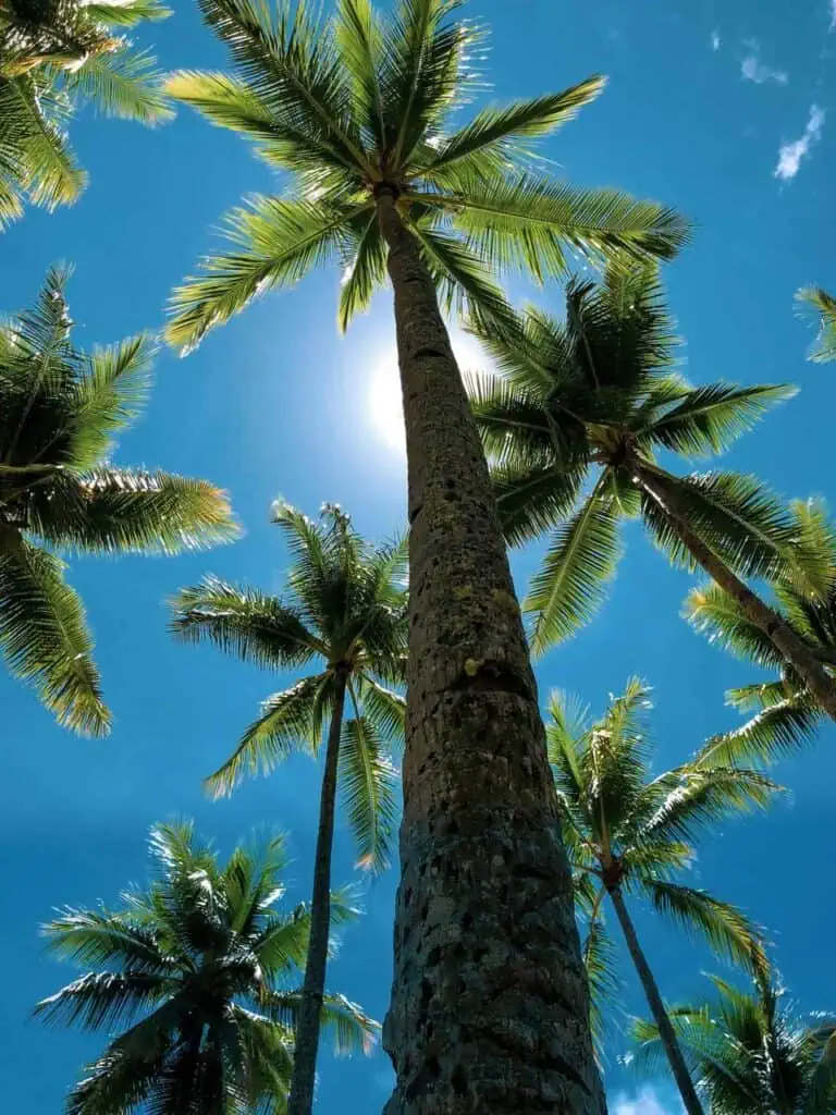 Tall palm trees under a bright blue sky, symbolizing education, career growth, and opportunities for Pacific Island students.
