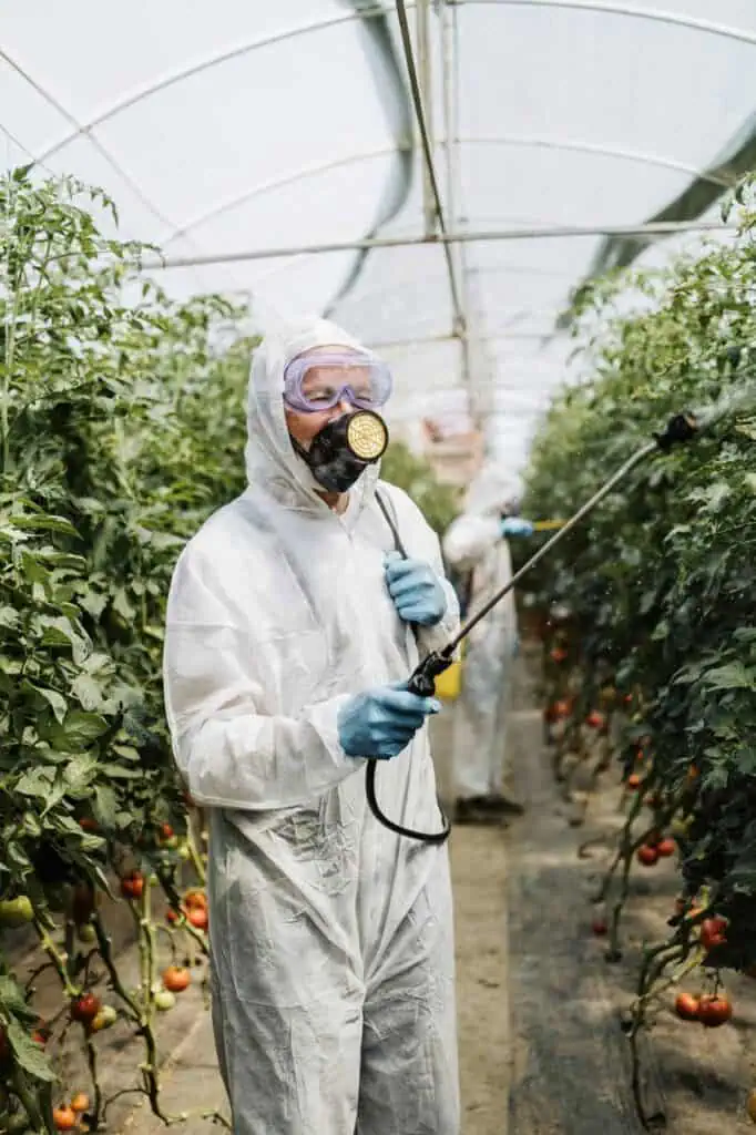 Agricultural pest control advisor spraying crops in a greenhouse while wearing protective gear.