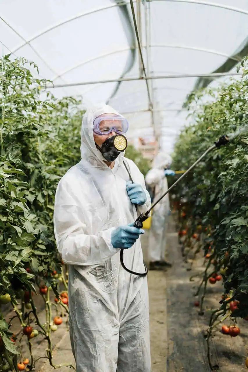 Agricultural pest control advisor spraying crops in a greenhouse while wearing protective gear.