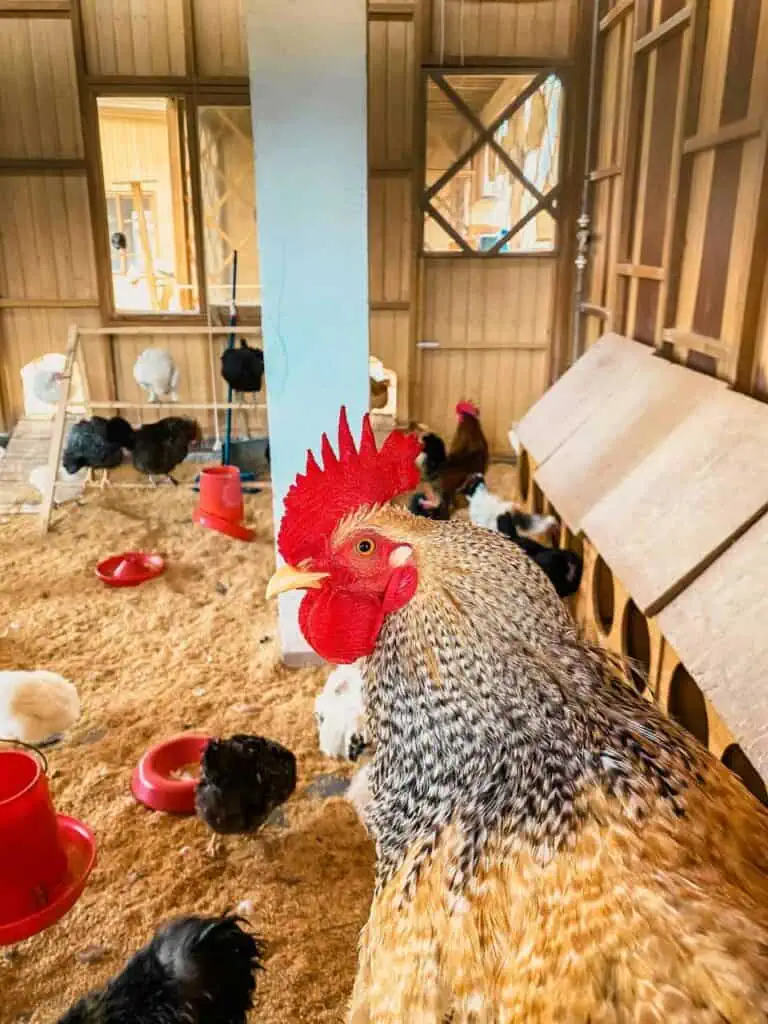 A rooster standing in a well-maintained poultry farm with chickens in the background, representing career opportunities in poultry farming and egg production.