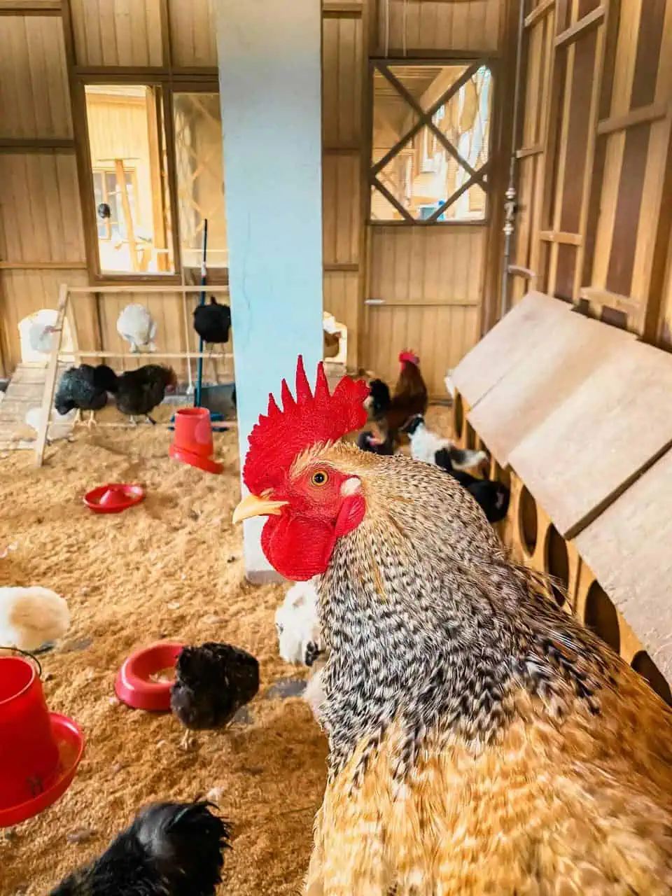 A rooster standing in a well-maintained poultry farm with chickens in the background, representing career opportunities in poultry farming and egg production.
