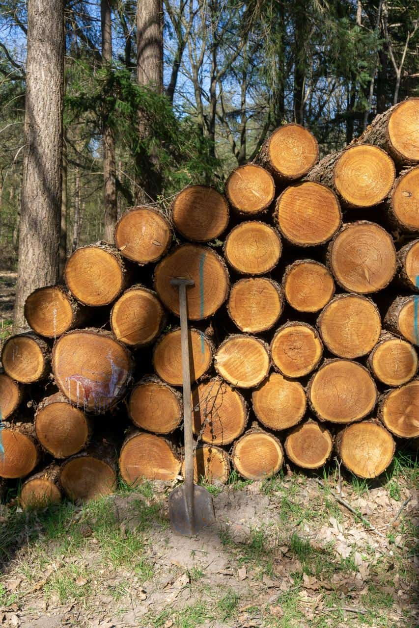 Stacked logs in a forest, ready for processing at a sawmill, with a shovel leaning against the pile.