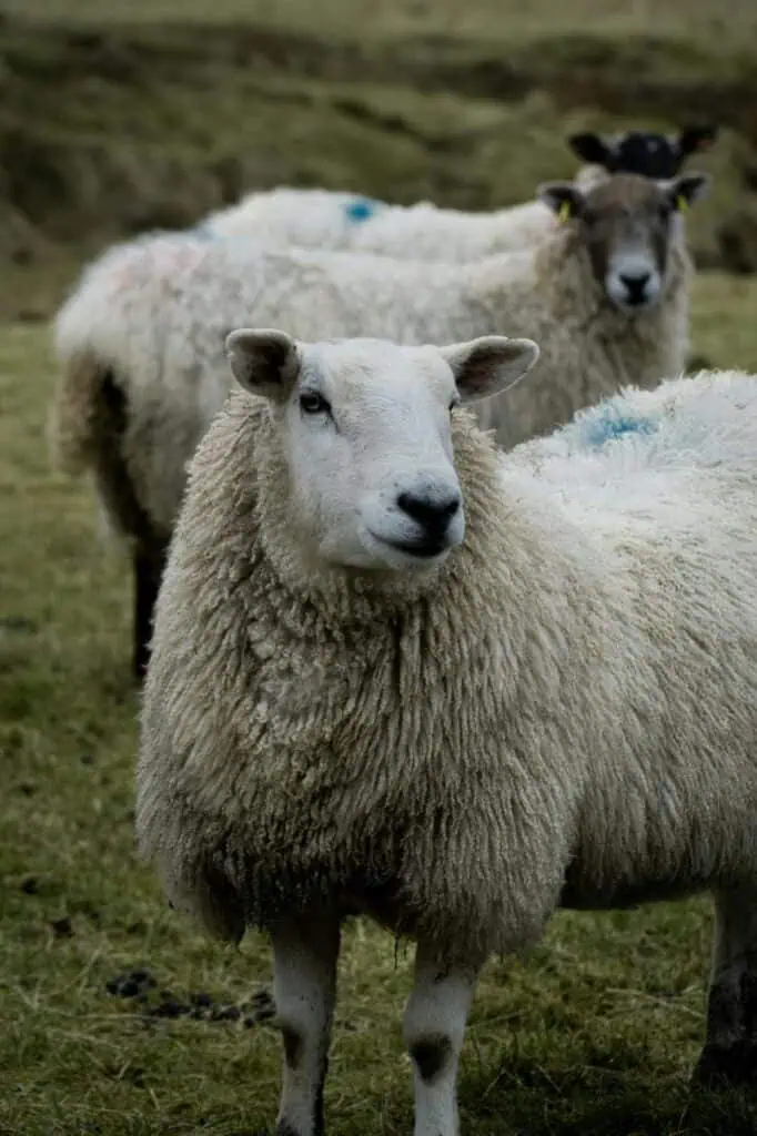 A close-up of a woolly sheep standing in a grassy field, representing livestock farming and wool production.