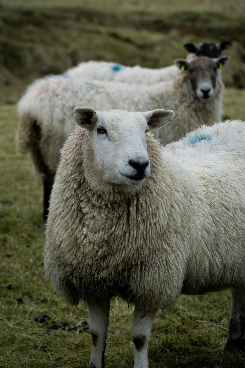 A close-up of a woolly sheep standing in a grassy field, representing livestock farming and wool production.