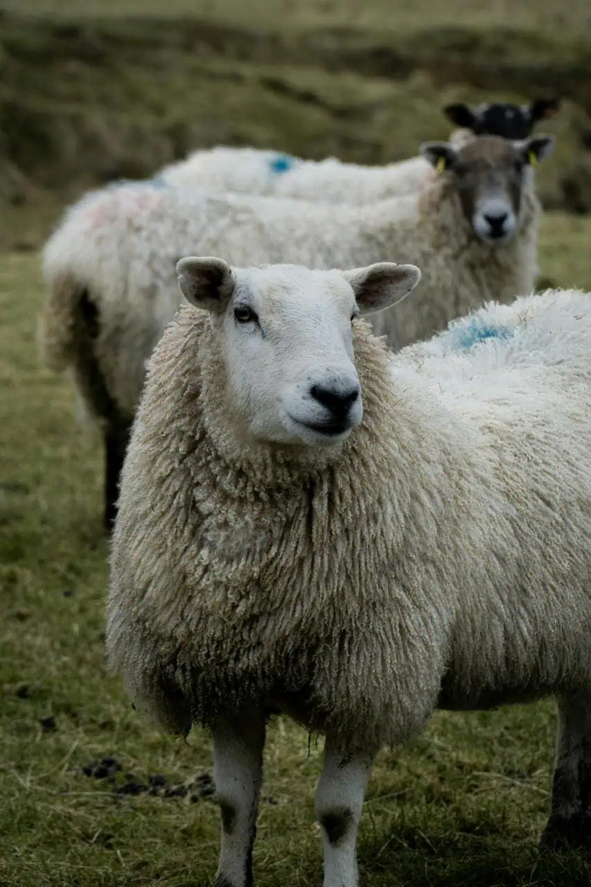 A close-up of a woolly sheep standing in a grassy field, representing livestock farming and wool production.