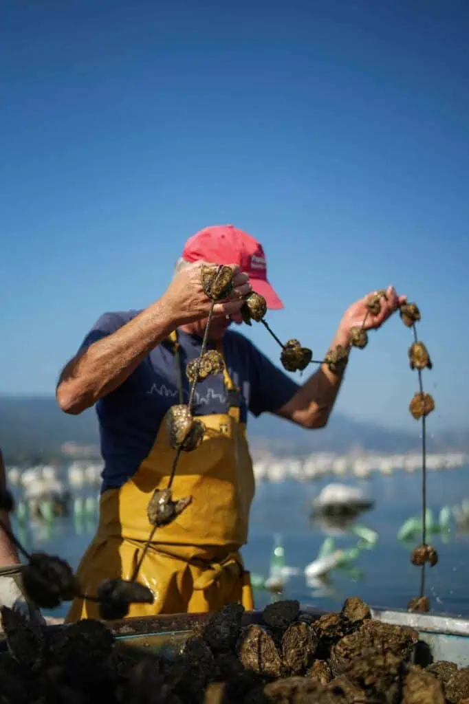 Shellfish farmer harvesting oysters from a sustainable aquaculture farm.