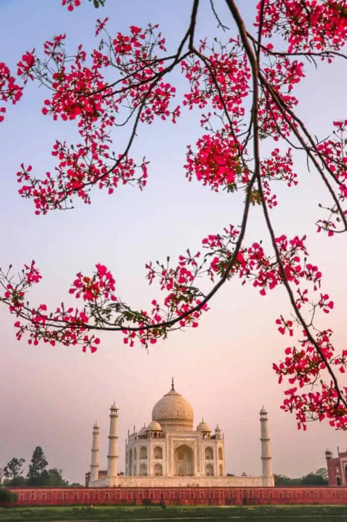 The Taj Mahal framed by vibrant pink blossoms, symbolizing India's rich cultural and historical heritage.