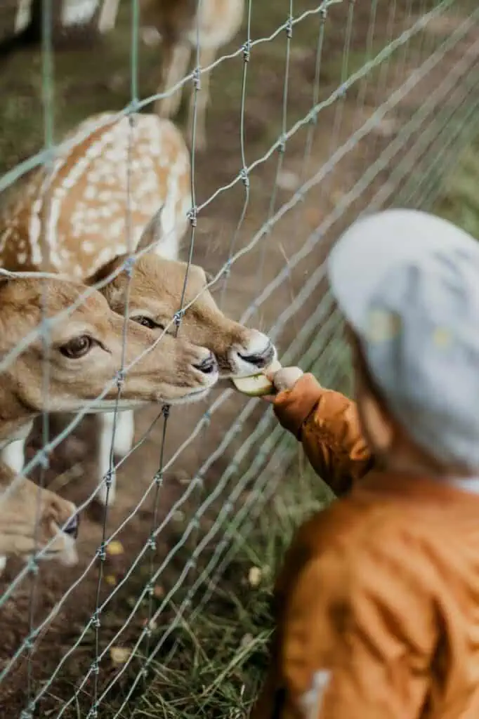 A young child feeding two deer through a fence at a wildlife park, symbolizing animal care and zookeeping.