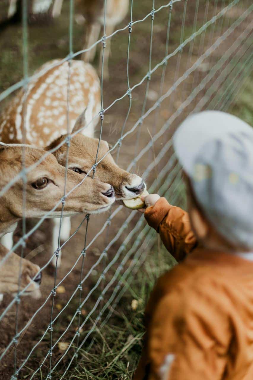 A young child feeding two deer through a fence at a wildlife park, symbolizing animal care and zookeeping.