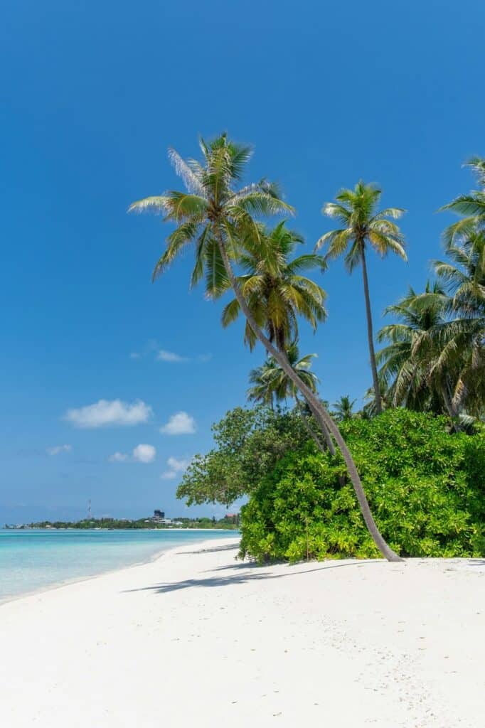 Tropical Jamaican beach with palm trees under blue sky representing travel and study opportunities