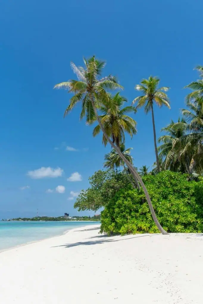 Tropical Jamaican beach with palm trees under blue sky representing travel and study opportunities