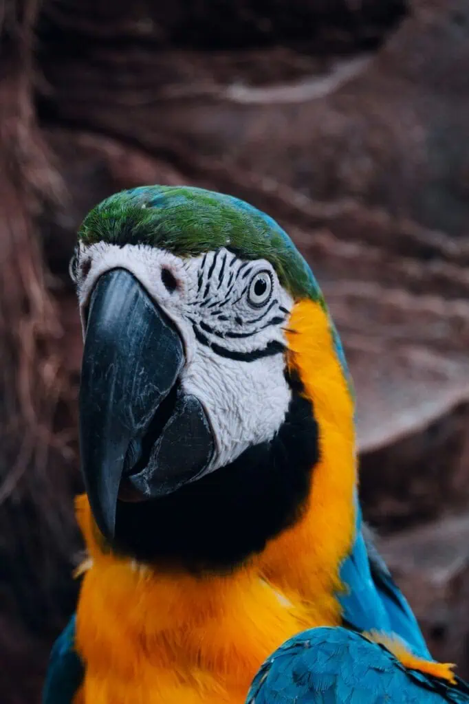 colorful macaw parrot close-up showing vibrant blue, yellow, and green feathers